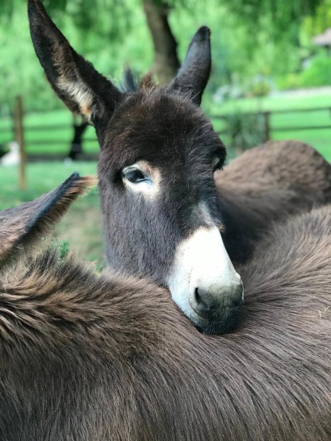 Agroturismo Anziola Oiartzun Esterno foto