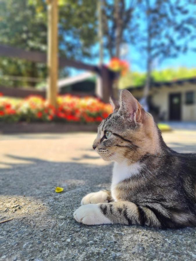 Agroturismo Anziola Oiartzun Esterno foto